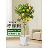Planta de Limoeiro em Vaso com Frutos, Planta Verde Comestível, Grande para Sala de Estar Interna Varanda, Planta de Floração Quatro Estações, Fácil de Manter