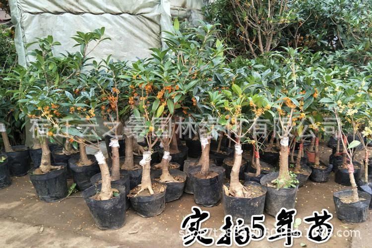 桂花详细18.jpg