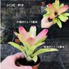 Piña Linda Colorida Piña Selva Tropical Tanque de Agua y Tierra Ecológico Plantas Acuáticas Terrario para Reptiles Paisajismo Plantas Epífitas de Uso Común