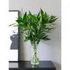 Plantas hidropónicas, una orquídea de una sola hoja en una maceta, vegetación interior popular, de hoja perenne durante todo el año, adecuada para salas de estar, plantas acuáticas fáciles de cuidar