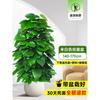Planta en Maceta de Rábano Verde de Hoja Grande Columna Absorbe Formaldehído, Planta Verde Grande en Interiores para Atraer Riqueza y Prosperidad, Rábano Verde de Oficina, Sala de Estar Es Fácil de Mantener
