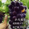 Plántulas de Uva con Fruto en Macetas y Tierra Originales, Plántulas de Uva Kyoho Nina Queen Crystal, Plántulas de Uva Enana, Plántulas de Árboles Frutales en Maceta