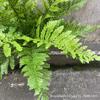 Nueva planta verde de simulación para exteriores, protector solar anti-ultravioleta, helecho de haz de selva tropical, helecho Pteris overlord