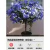 Sementes de Flores em Vasos Floco de Neve Azul Florescem em Todas as Estações, Plantas Trepadeiras Ornamentais para Jardim de Varanda, Resistentes ao Calor e Fáceis de Cuidar, Flocos de Neve Brancos