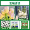 Tulipanes Hidropónicos al por Mayor 5 Grados Bulbos Grandes Resistentes al Frío para Invierno Interior/Exterior Fáciles de Cultivar para Principiantes Flores en Maceta Plantas