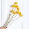Algodão de Xinjiang Flores Secas Luxo Eterno Buquê Real Pinhões Naturais Secos ao Ar Kit de Material DIY Ornamentos Decorativos Estilo Ins