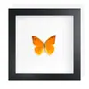Mariposa Real, Especie Preciosa de Verano, Mariposa Rara, Mariposa Pequeña de Cinta Verde, Adorno de Escritorio, Espécimen de Regalo, Pintura Decorativa, Espécimen de Mariposa