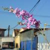 Simulación de 2 tenedores de valor pluma delphinium jacinto decoración del hogar flor de seda violeta boda camino plomo piso flor falsa