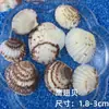 Concha Caracol Dongfeng Materiales de Producción para Manualidades DIY Pegamento Recipiente Productos Marinos DIY