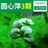 Paisajismo para Tanque de Tortugas, Plantas Verdes para Tanque de Tortugas, Plantas Acuáticas, Lechuga de Agua en Cultivo de Agua, Especial para Eliminar el Amarilleamiento, Desodorizar y Purificar el Agua para el Cuidado de Tortugas