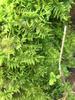 Musgo de cabelo branco fresco, musgo cinza pequeno, musgo verde, musgo verde aveludado curto, musgo de penas grande, musgo de chuva, musgo estrela, jarra de água e terra, jarra de floresta tropical