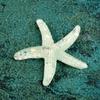 Acessórios de resina para paisagem marinha micro série Oceano concha Estrela-do-mar de cristal pequenos enfeites DIY mini pêndulo plano