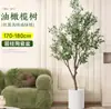 Planta de olivo en maceta para sala de estar interior, esquejes reales, planta grande en maceta, fácil de cuidar, adecuada para inauguración de casa y mudanza