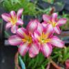 La orquídea de viento y lluvia no teme al sol, no teme a la lluvia, plantas en maceta, jardín, buena plantación, paquete fácil de cuidar, color mixto, bola de flor mixta
