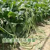 Sementes de Feijão Sem Casca Horta Varanda Vasos Feijão Rei Sem Casca Feijão Verde Original Sementes de Feijão Verde Longo Sementes de Legumes
