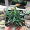 Base de planta suculenta autoproducida y autovendida al por mayor suculentas pequeñas combinación de flores plantas en maceta plantas carnosas Lithops Haworthia