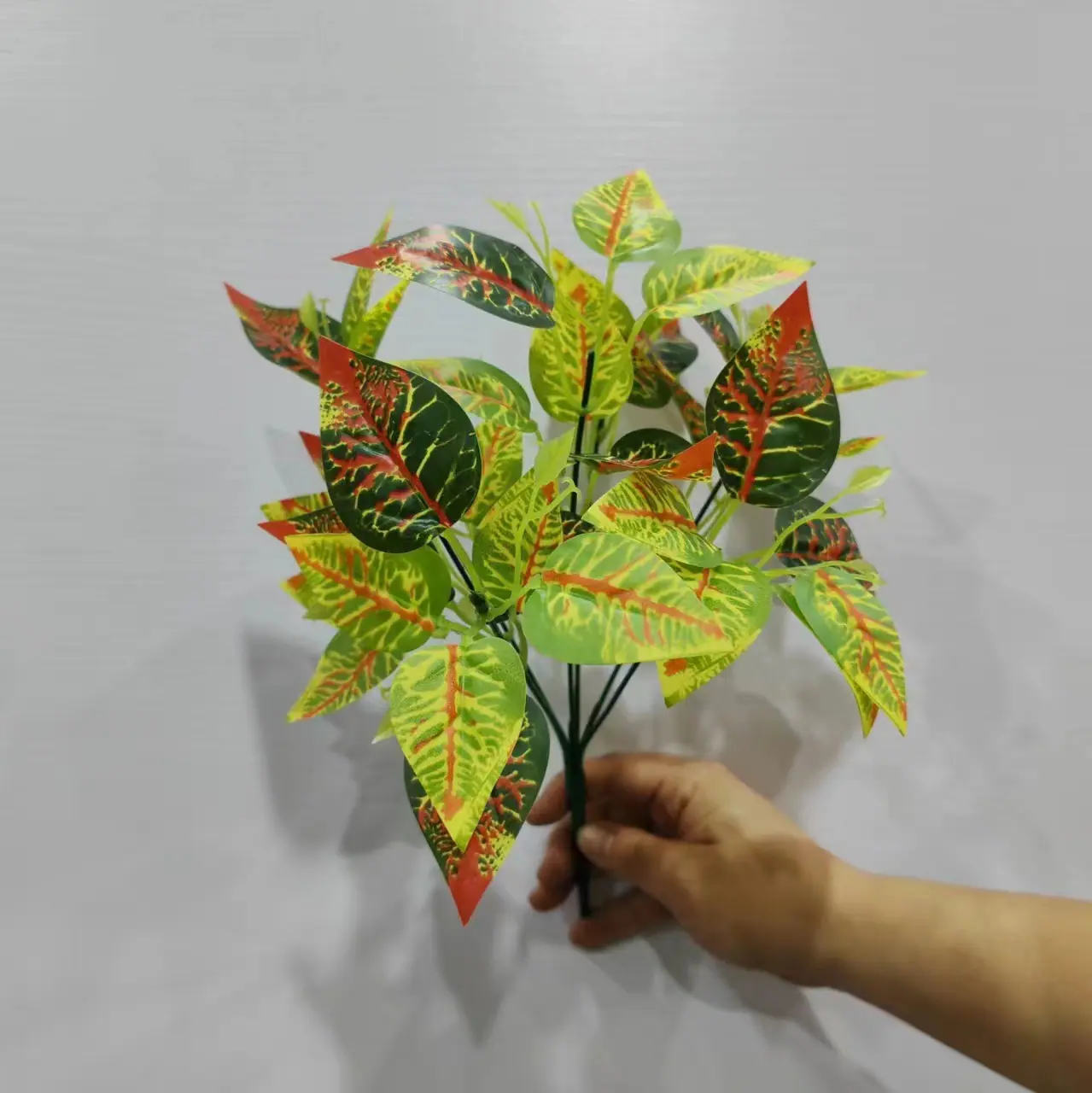 变色木.jpg