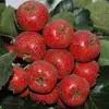 Morangueiro planta viva enxertada planta em vaso plantio no solo plantio no pátio sul norte árvore frutífera morangueiro planta jovem produz frutos no mesmo ano com frutos