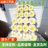 Estilo Étnico do Sudeste Asiático Modelo Grampo de Cabelo Frangipani Clipe de Flor Estilo Boêmio Acessório de Cabeça para Foto de Praia