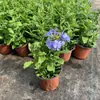 Hiedra Trepadora en Maceta Copo de Nieve Azul Plantas Grandes en Maceta para Patio Jardín Balcón Plantas Verdes Ornamentales Plántulas de Flores Perennes