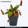 Atacado Pegador de Moscas Porco de Vaso Gaiola Grama Carnívora Flor Carnívora Repelente Planta Verde Flor Captura de Insetos Divertido