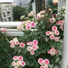 Plántulas de Flores de Rosa de una Pieza para Envío Directo, Enredaderas que Florecen Todo el Año, Rosas Trepadoras de Jardín, Plantas Trepadoras de Pared con Flores Grandes, Flores