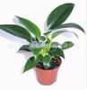 Plantas de Interior en Maceta con Hojas Verdes: Potos, Menta, Planta Serpiente, Árbol del Dinero, Jazmín y Otras Combinaciones de Plantas Verdes