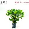 Paisagismo de Aquário, Copos de Grama para Meio e Fundo Preenchidos com Plantas Aquáticas Reais, Plantas Aquáticas para Iniciantes Preguiçosos, Plantas Vivas no Aquário, Grama Centopeia