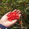 Mudas de Goji Berry Comestíveis no Atacado, Mudas de Frutas Que Dão Frutos no Mesmo Ano, Goji Berry Vermelho, Plantas Resistentes ao Frio no Sul e no Norte