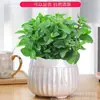 Plantas Verdes de Menta Comestible en Maceta, Hierbabuena Extra Grande para Repelente de Mosquitos e Insectos, Romero de Grado Alimenticio para Cultivo Interior