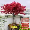 Venta al por mayor de plántulas de arce rojo, Bonsái de arce rojo japonés 'Red Dancer' en maceta para las cuatro estaciones, Arce rojo de árbol grande para paisajismo de tres estaciones