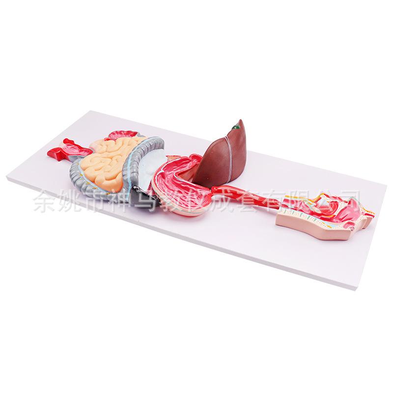 人体消化系统模型-1