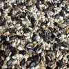 Pájaro Monje Sol loro Comida para Pájaros Alimento Especial Monje para Pájaros Comida Mixta Cinco en Uno Semilla para Pinzón