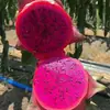 [Todo el año] Fruta Tropical Corazón Rojo Pitaya Kioto No. 1 Pitaya Corazón Rojo Fruta Fresca de Temporada para Mujeres Embarazadas