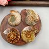 Crisantemo Caracol Fósil Jade Caracol Adornos de Piedra Originales Suministro de Fábrica al por Mayor Adornos de Caracol Crisantemo