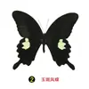 Especímenes Tridimensionales de Mariposas e Insectos Reales para la Educación Científica Infantil en Jardines de Infancia, con Alas Extendidas, Diseño de Estilo Fotográfico 1