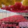 Ramo de flores secas Yongshenghua Gimonis base Yunnan cabello liso flor real decoración de boda materiales hechos a mano DIY