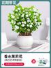 Planta en maceta de plántula de jazmín con capullo floral Muri Pila Vieja Repelente de mosquitos Gardenia Hidropónica Planta Verde Interior Florece en las cuatro estaciones