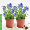 Plántulas de Flores en Maceta Copo de Nieve Azul Florecen en Todas las Estaciones, Plantas Trepadoras Ornamentales para Jardín de Balcón, Resistentes al Calor y Fáciles de Cuidar, Copos de Nieve Blancos