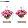 Plantas Colgantes Artificiales Colgantes de Pared Lirio Cesta Pequeña de Flores Flores Falsas Margarita Pequeña Flor de Gloria de la Mañana Rama Decoración del Hogar