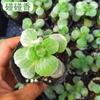 Sementes de Tomilho, Orégano, Alecrim, Sementes de Manjericão, Plantas Verdes, Limão Hortelã Comestível para Varanda em Todas as Estações
