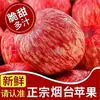 Manzanas Auténticas de Yantai, Fuji Rojo de Qixia, Fruta Fresca Crujiente y Dulce, Caja Entera, Entrega Directa desde el Lugar de Origen, Envío Gratis por una Pieza, Transfronterizo