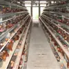 Gaiola de Armazenamento de Ovos Gaiola de Fazenda para Galinhas Poedeiras Gaiola de Frango Escada Equipamento de Avicultura Conjunto Completo de Gaiola Portátil para Galinhas Poedeiras