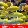 Alevines Vivos de Pez Dorado Ornamental Rojo y Blanco de Raza Pura para Agua Fría, Pez Ornamental Koi Rojo Resistente al Agua Dulce Tricolor