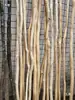 Ramas secas de madera maciza peladas, Ramas de árbol muerto, Percheros decorativos, Barras para cortinas, Separadores, Flores secas en forma de jarrón
