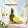 Piña Dorada de Hainan Dropshipping 1 pieza por paquete 3/5/8/9 jin Caja de color Caja de regalo Fruta Pequeña/Mediana/Grande Fruta fresca