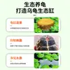 Paisajismo para Tanque de Tortugas, Plantas Verdes para Tanque de Tortugas, Plantas Acuáticas, Lechuga de Agua en Cultivo de Agua, Especial para Eliminar el Amarilleamiento, Desodorizar y Purificar el Agua para el Cuidado de Tortugas