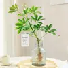 Madera Patas de Pato Hidropónica Plantas Verdes en Maceta Sala de Estar Interior Nandina Cortada Fresca Madera Borracha Criada en Agua Bafanglaicai