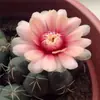 Cacto Flor de Jasmim Carmesim em vaso para decoração de escritório e casa, flores de varanda, mudas de suculentas