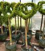 Dropshipping Flor Espejo Planta Árbol de Cera de Sichuan y Yunnan Ligustrum Oro Brillante Ciprés Azul Hielo Serie Piruleta Planta en Maceta Estilo Jardín